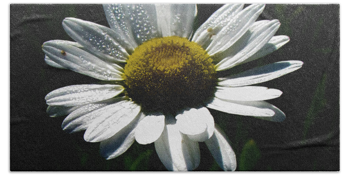 Spectacular Hand Towel featuring the photograph Spectacular White Daisy for Home Decor Wall Art by Delynn Addams