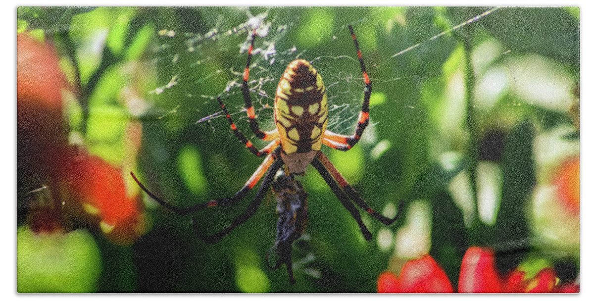 Insects Hand Towel featuring the photograph Spider Feast by Marcus Jones