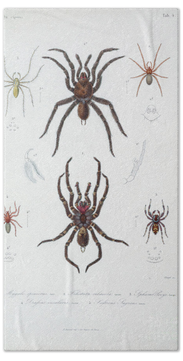 Spider Bath Towel featuring the photograph Spider of Cube 1838 t1 by Historic illustrations