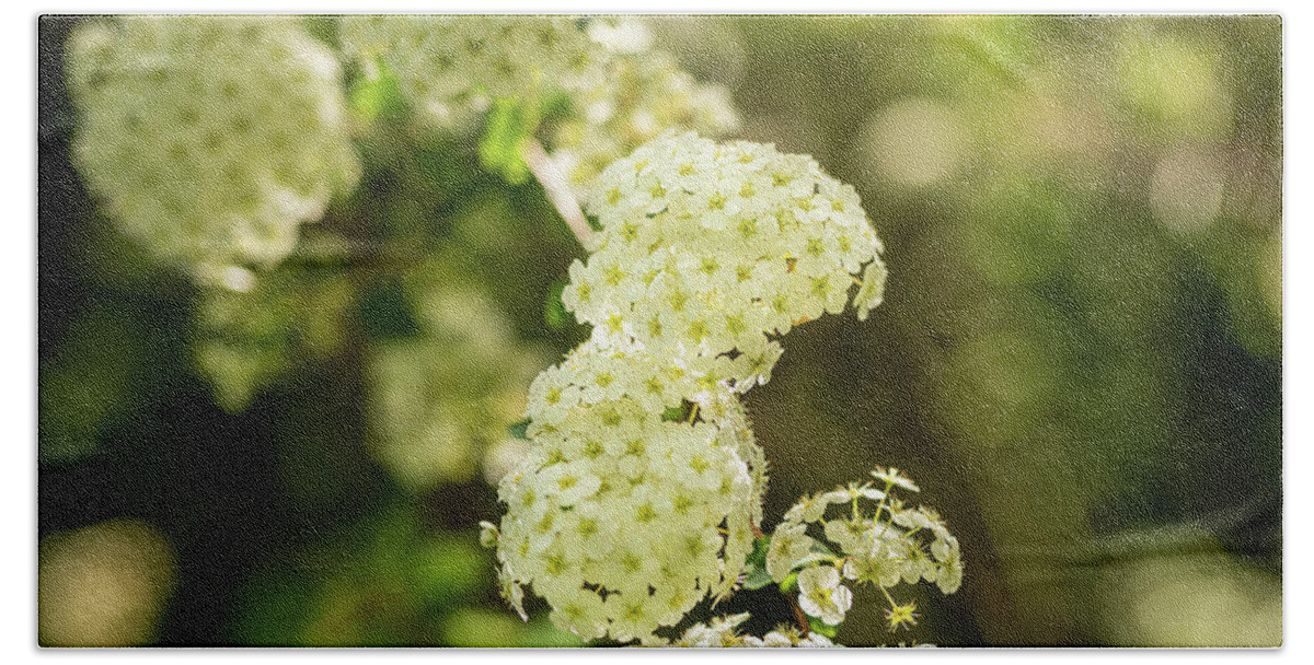 Spring Hand Towel featuring the photograph Spiraea cantoniensis by Average Images