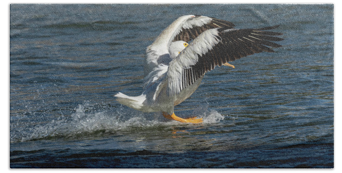 American White Pelican Bath Towel featuring the photograph Splash Down 2016 by Thomas Young