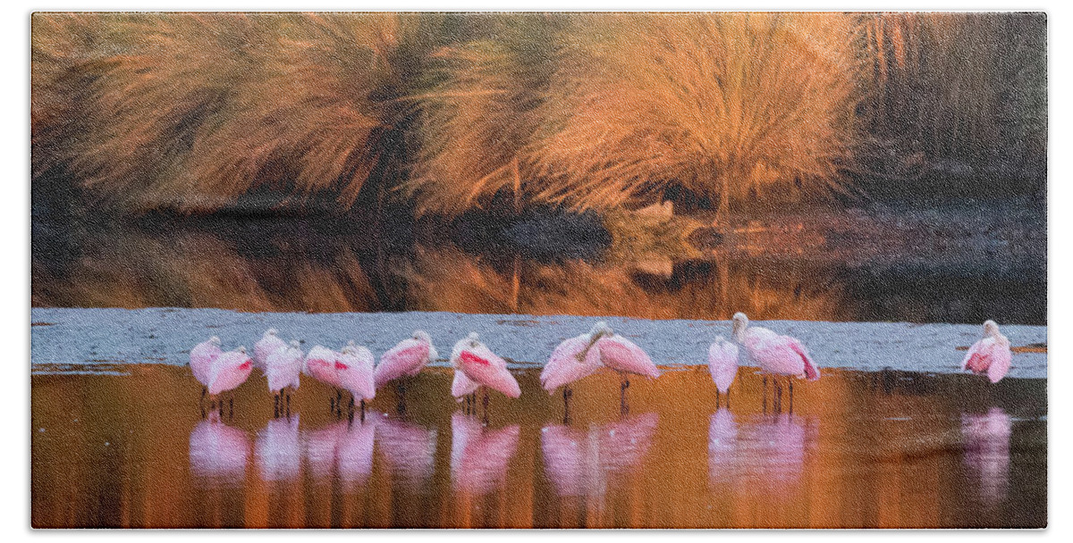 Roseate Spoonbills Bath Towel featuring the photograph Spoonbills at Dawn by Jim Miller