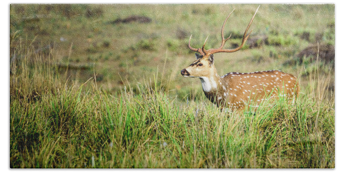 India Bath Towel featuring the photograph Spotted Deer in Tall Grass by Adrian O Brien