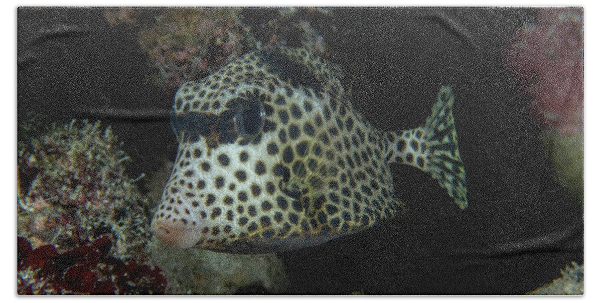 Fish Hand Towel featuring the photograph Spotted Trunkfish by Brian Weber
