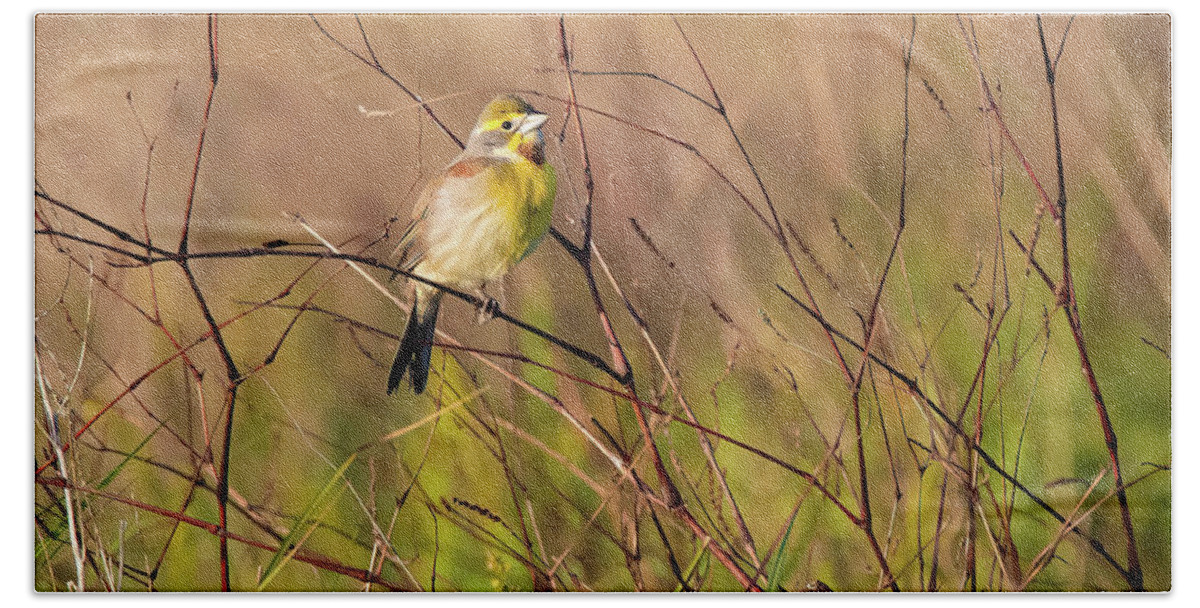 Dickcissel Bath Towel featuring the photograph Spring Arrival by Pam Rendall
