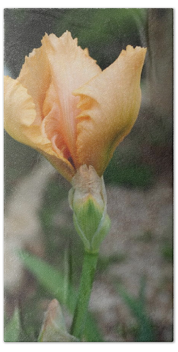 Orange Bath Towel featuring the photograph Spring Bloom 11 by C Winslow Shafer