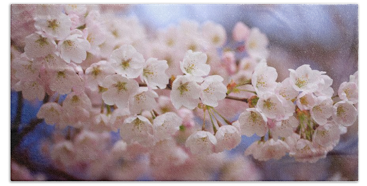 Spring Cherry Blossoms Bath Towel featuring the photograph Spring Cherry Blossoms by Lynn Hopwood