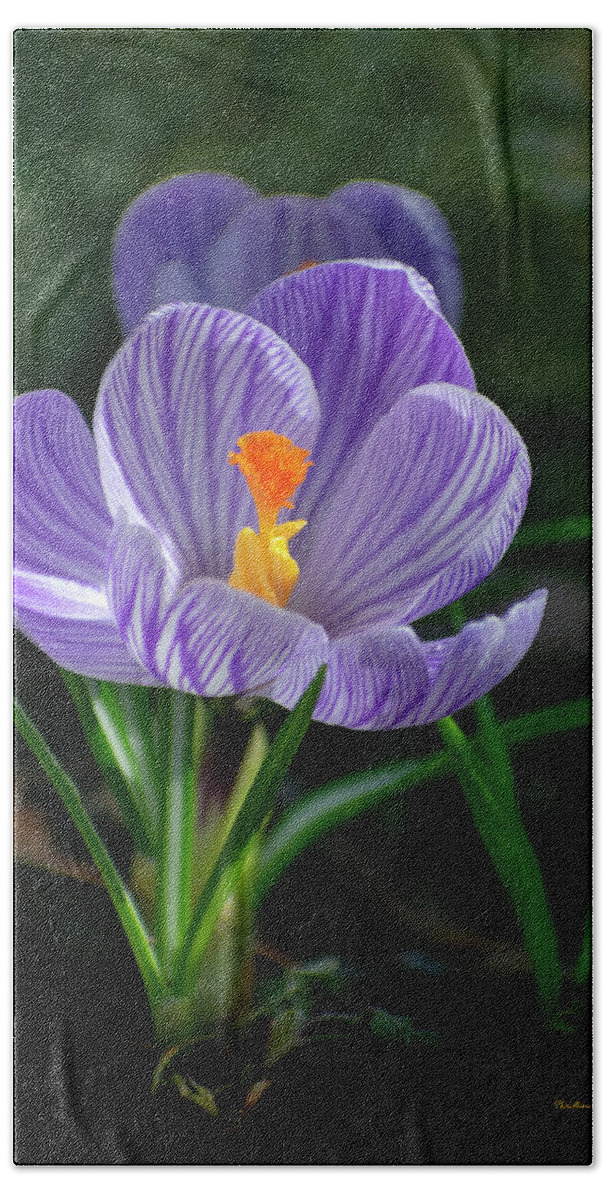 Flower Bath Towel featuring the photograph Spring Crocus Flower by Christina Rollo