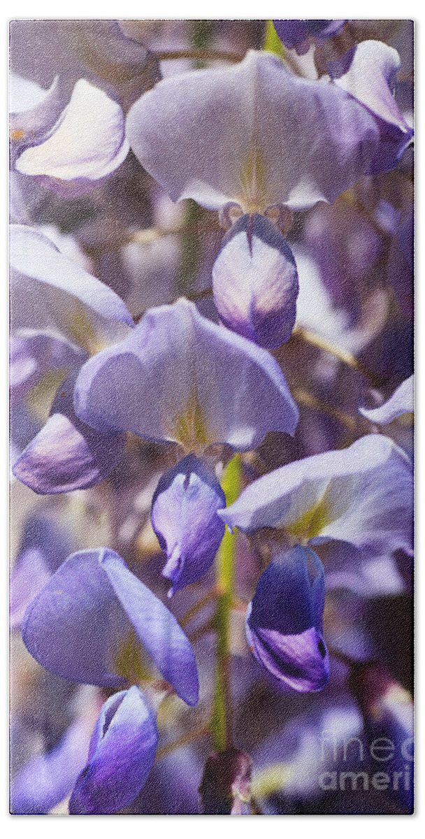 Acanthaceae Hand Towel featuring the photograph Spring Magical Wisteria by Joy Watson