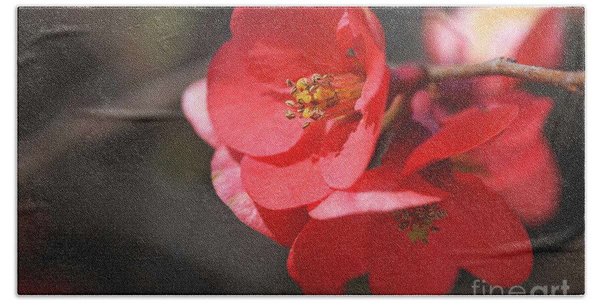 Spring Hand Towel featuring the photograph Spring Time Flowering Quince by Joy Watson