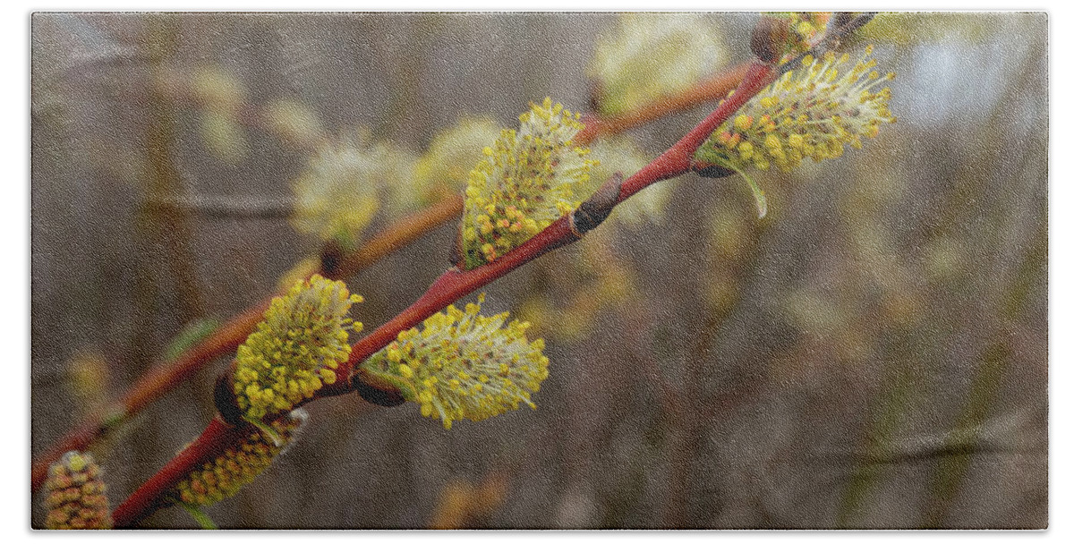 Spring Bath Towel featuring the photograph Spring willow catkins flowering by Phil And Karen Rispin