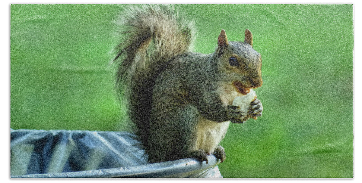 Squirrel Bath Towel featuring the photograph Squirrel 2 lunch by Buddy Scott