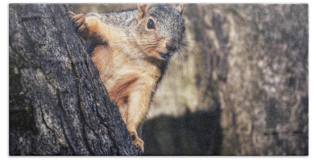 Photo Hand Towel featuring the photograph Squirrel in Tree by Evan Foster
