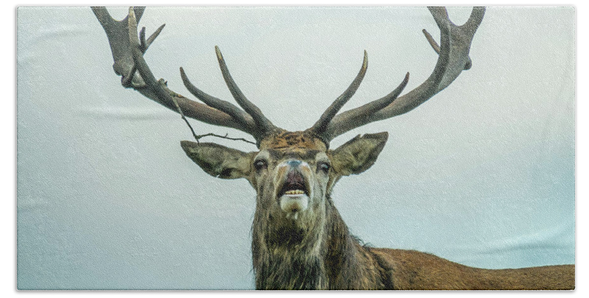 Stag Hand Towel featuring the photograph Stag Call by Nick Bywater