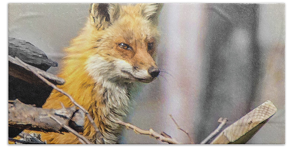 Red Fox Bath Towel featuring the photograph Stalking Fox by Joe Granita