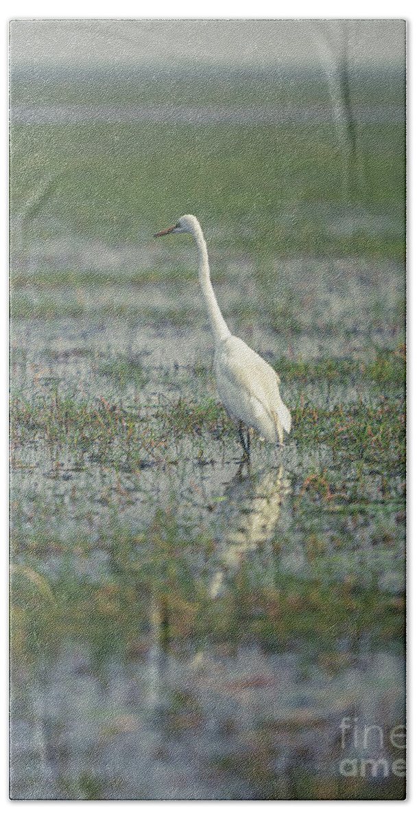 #look # Eyes #birds #feathers #eyes #color #colour #alone #white #swamp Hand Towel featuring the photograph Standing Alone by Dheeraj Mutha