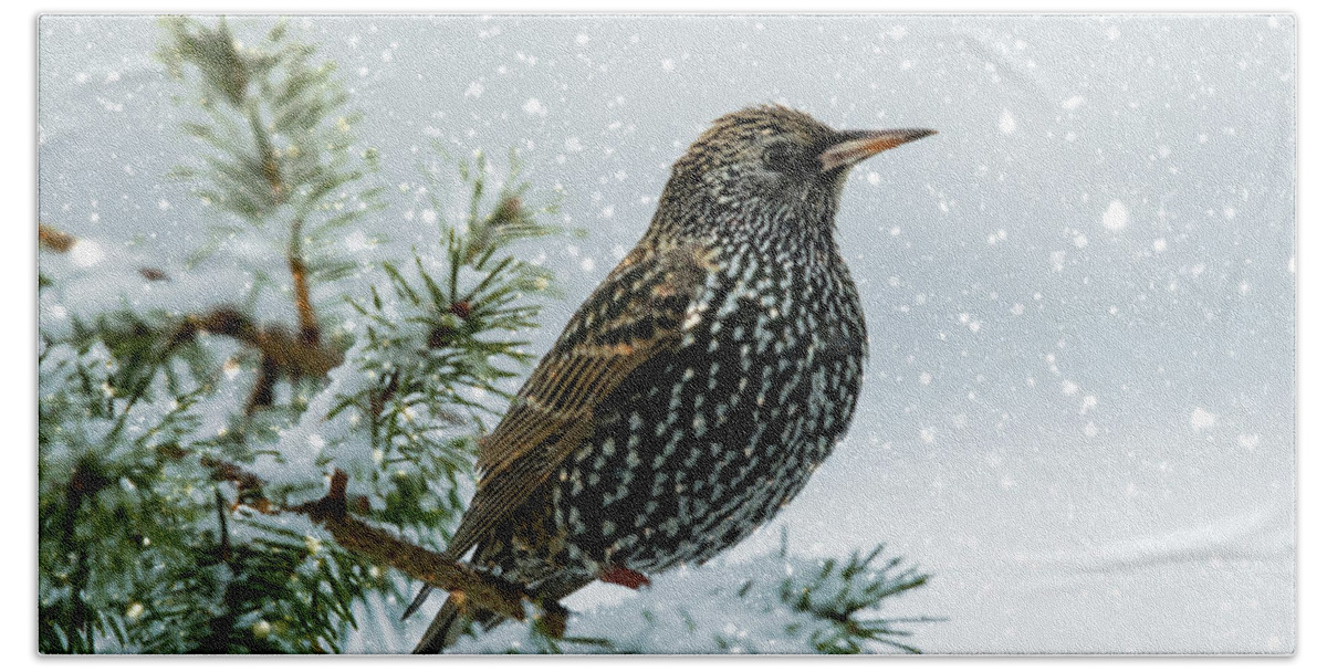 Bird Bath Towel featuring the photograph Starling In Snow by Cathy Kovarik