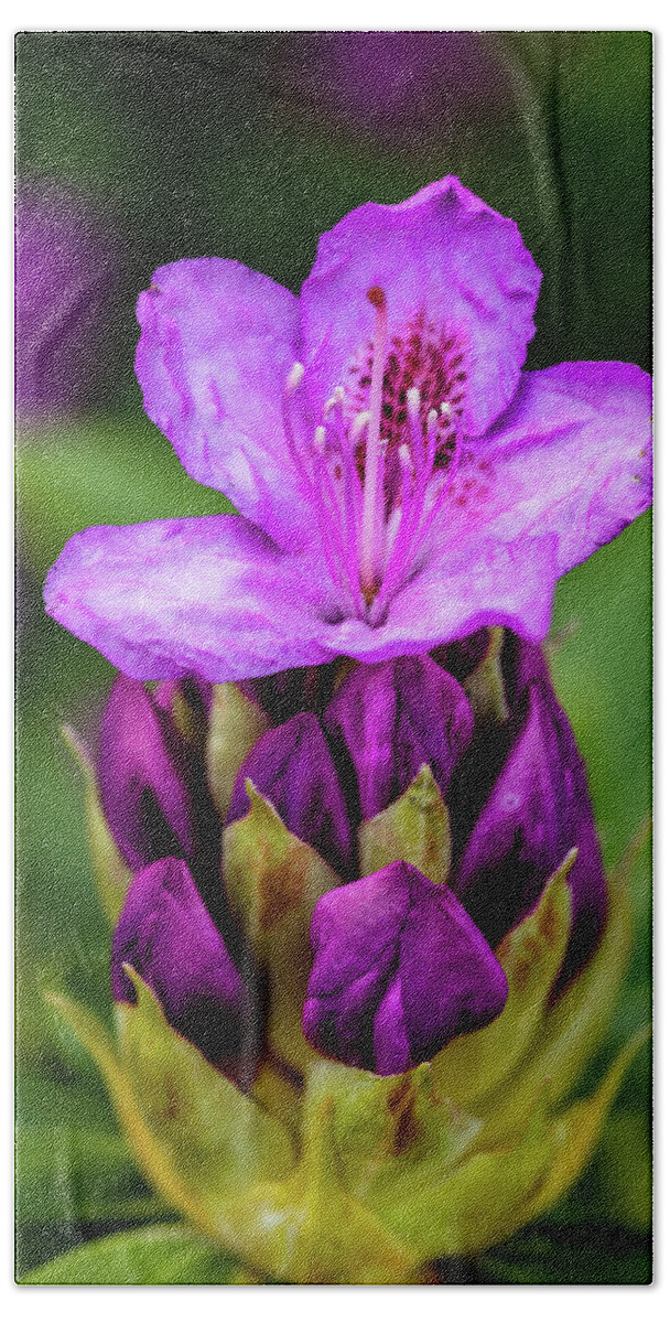 Rhododendron Bath Towel featuring the photograph Starting to Bloom by Aashish Vaidya