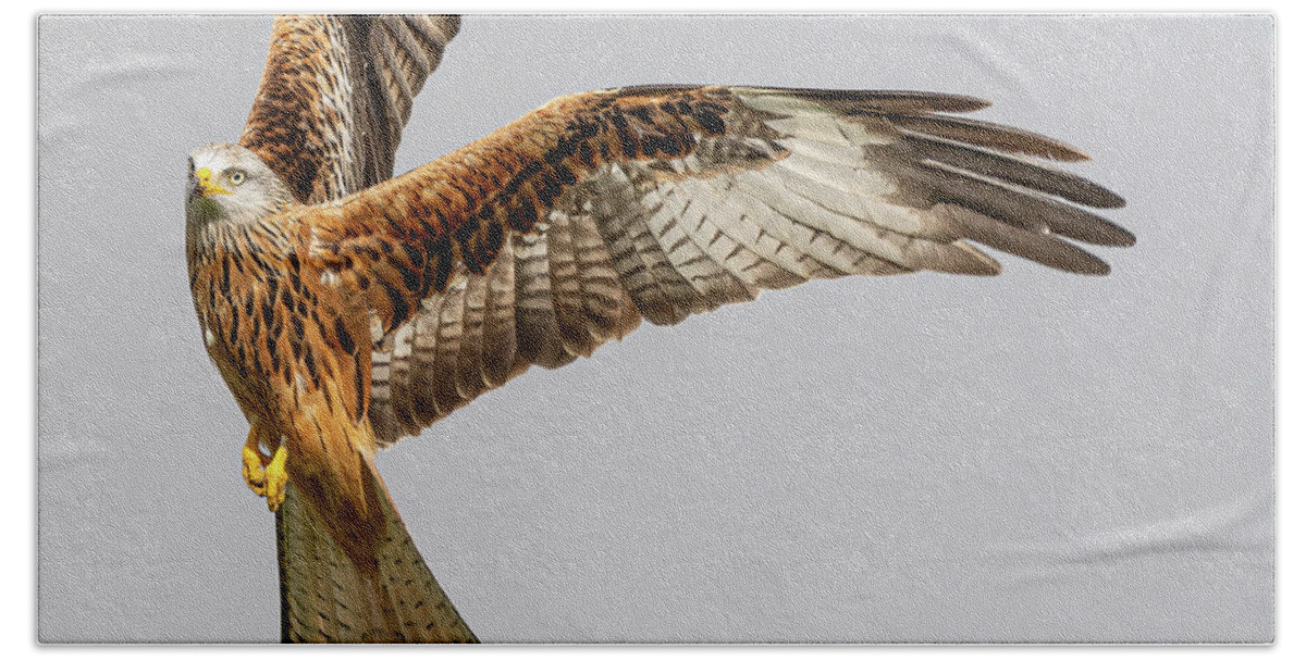 Red Kite Bath Towel featuring the photograph Startled Red Kite by Mark Hunter