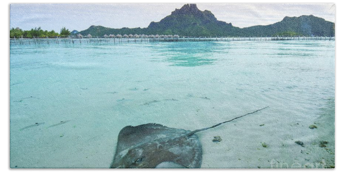 Water Bath Towel featuring the photograph Stingray in Bora Bora by Ed Stokes
