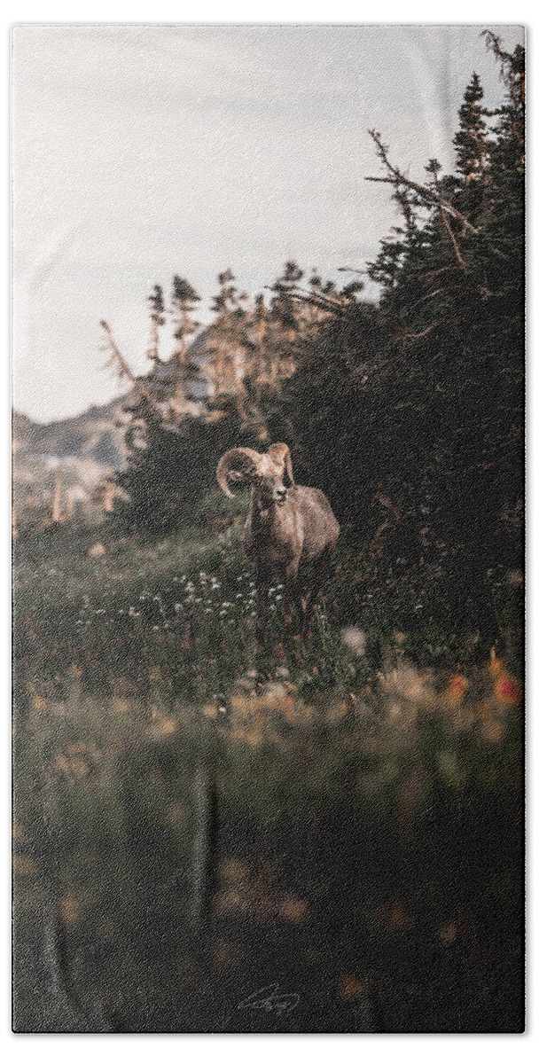  Bath Towel featuring the photograph Stoic Bighorn by William Boggs