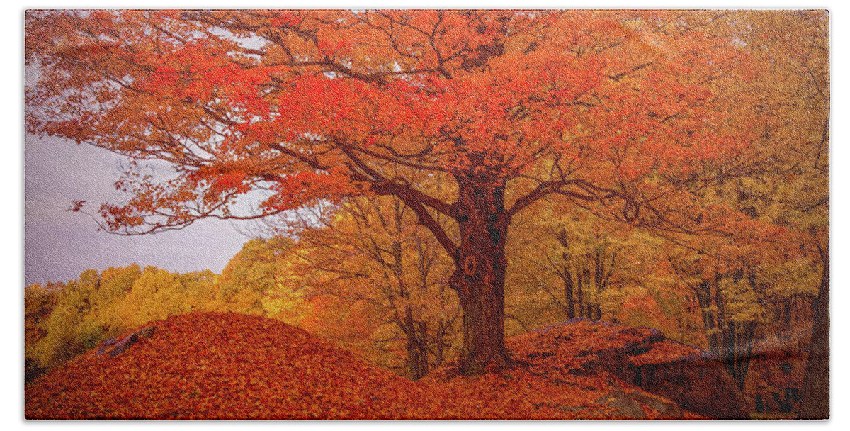 Peabody Massachusetts Hand Towel featuring the photograph Sturdy Maple in Autumn Orange by Jeff Folger