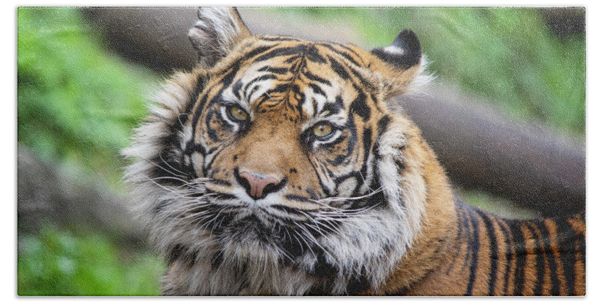 Tiger Bath Towel featuring the photograph Sumatran Tigress Daseep by Gareth Parkes