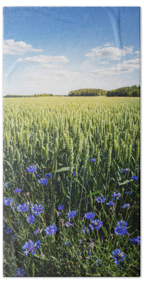 Summer Bath Towel featuring the photograph Summer Fields and Cornflower by Nicklas Gustafsson