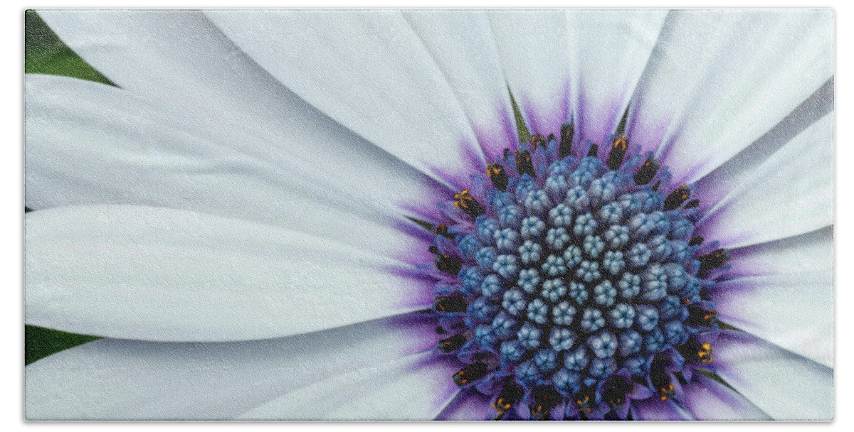 African Daisy Hand Towel featuring the photograph Summer Snow by Pamela Dunn-Parrish