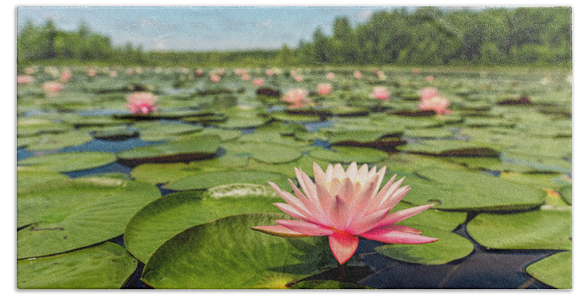 New Hampshire Hand Towel featuring the photograph Summer Water Lily by Jeff Sinon