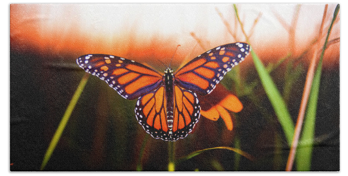  Hand Towel featuring the photograph Sunbathing Monarch by Nicole Engstrom