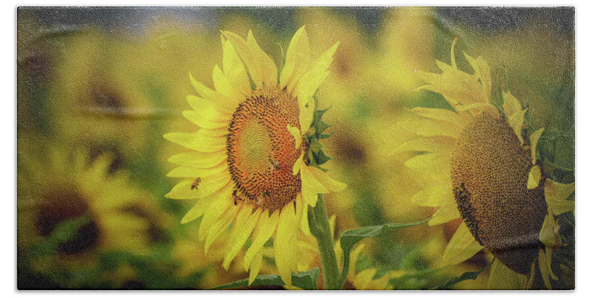 Sunflowers Bath Towel featuring the photograph Sunflower and Bees by Pam Rendall