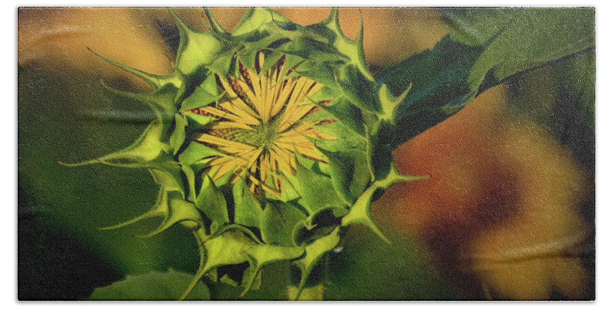 Plants Bath Towel featuring the photograph Sunflower Bud by Buddy Scott