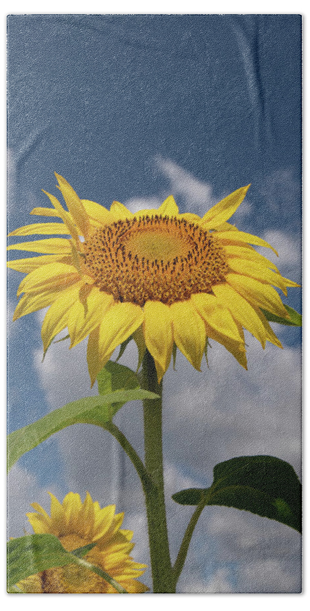 Sunflower Bath Towel featuring the photograph Sunflower by Carolyn Hutchins