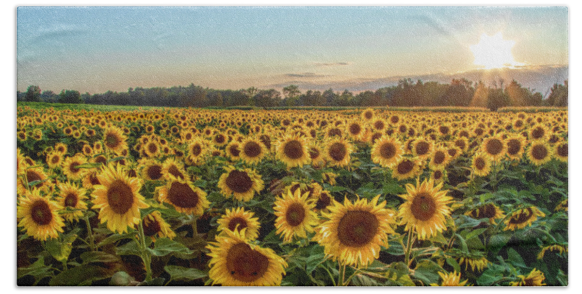 Sunflower Hand Towel featuring the photograph Sunflower City by Rod Best
