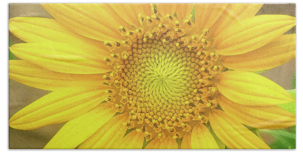 Sunflower Hand Towel featuring the photograph Sunflower Closeup by John Kirkland