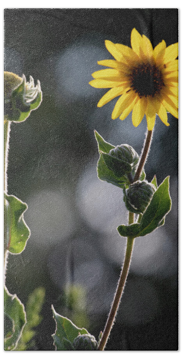 Summer Bath Towel featuring the photograph Sunflower Collection - right by Mark Berman