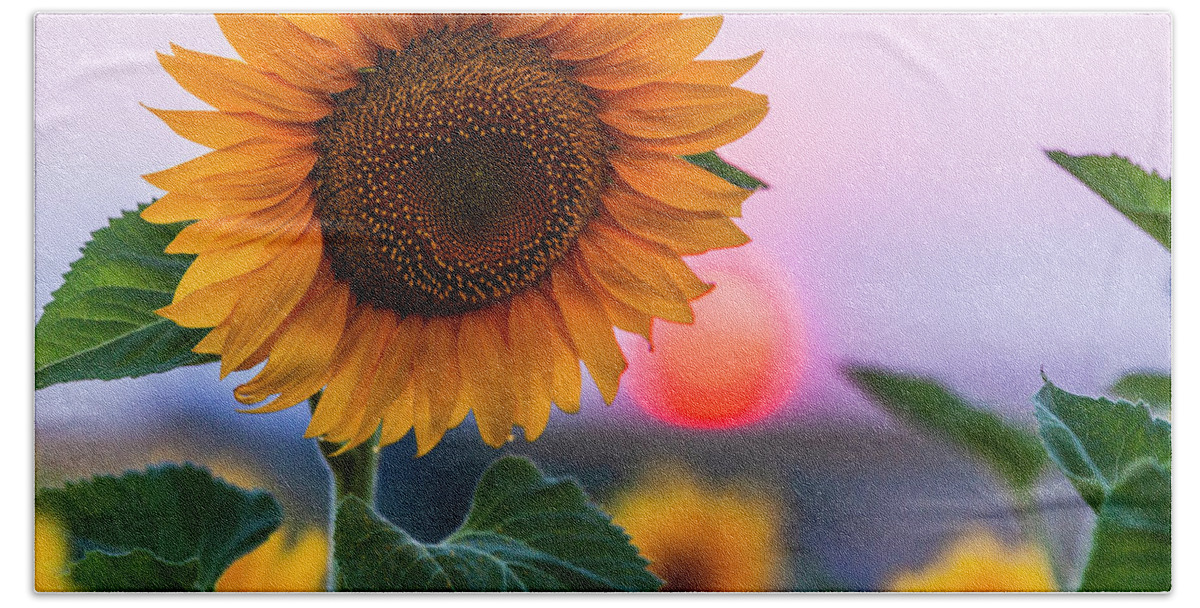 Bulgaria Hand Towel featuring the photograph Sunflower by Evgeni Dinev