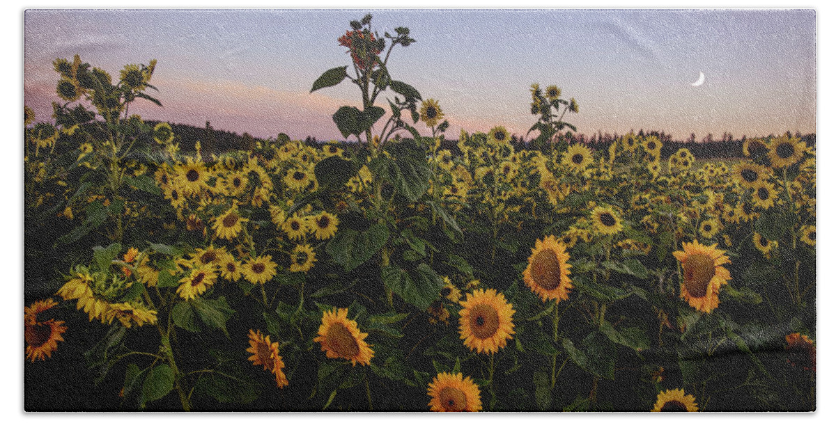 Sunflower Field Hand Towel featuring the photograph Sunflower Field a Sunset by Naomi Maya