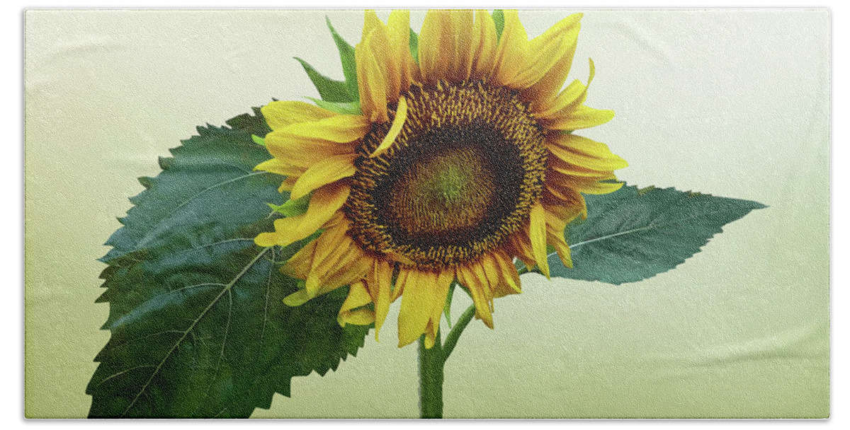 Sunflower Bath Towel featuring the photograph Sunflower Glancing Down by Susan Savad