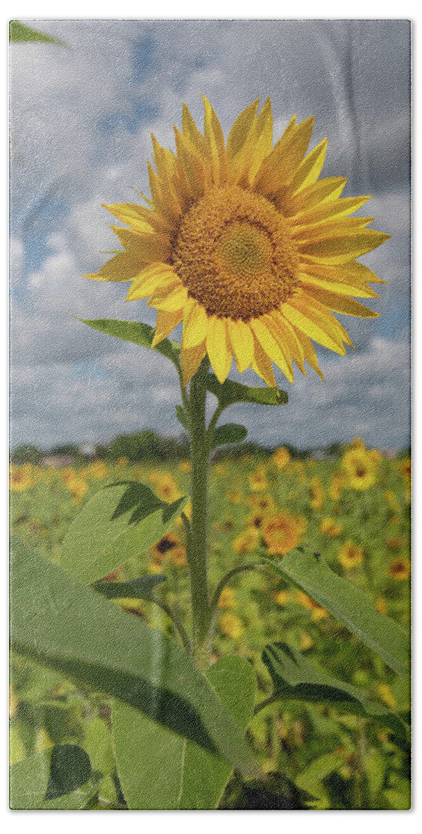 Sunflower Bath Towel featuring the photograph Sunflower in Field by Carolyn Hutchins