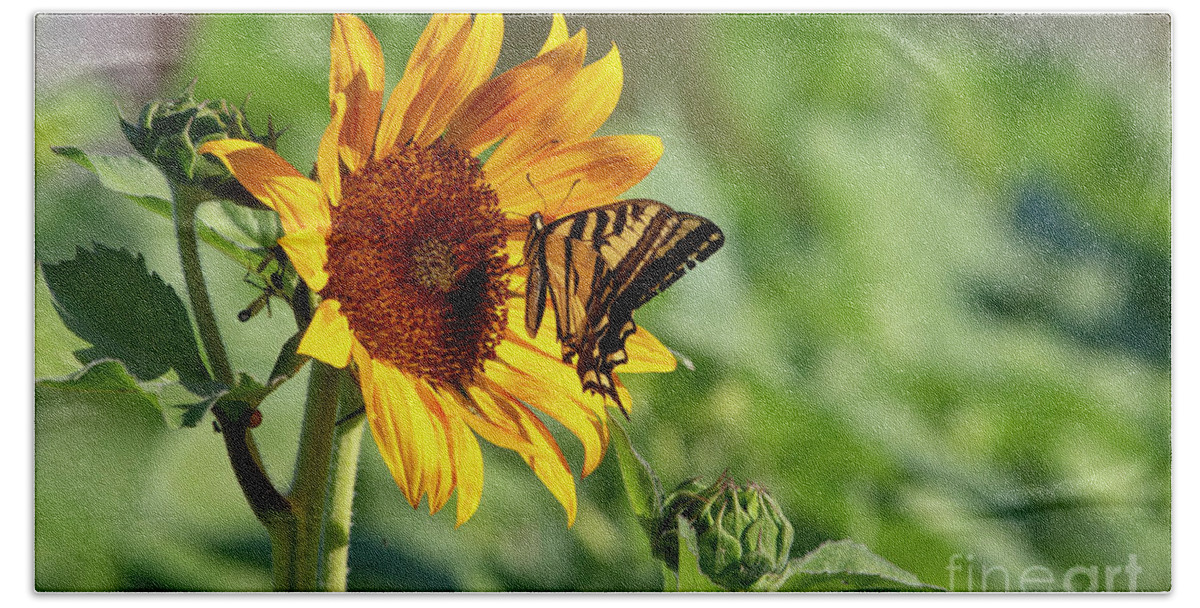 Garden Bath Towel featuring the photograph Sunflower Nectar by Douglas Kikendall