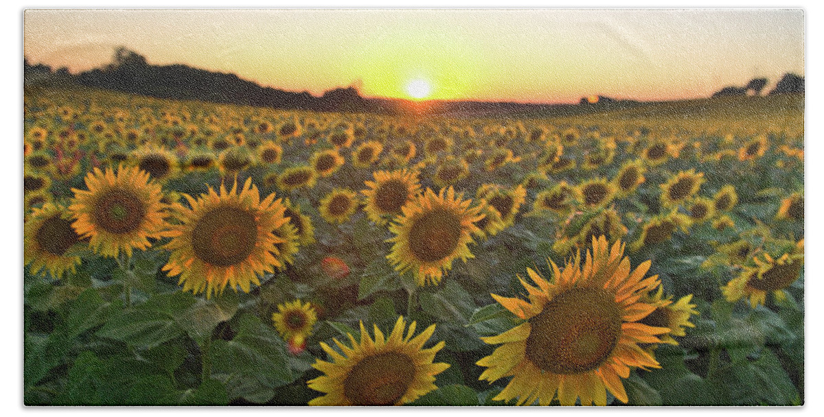 Sunflowers Hand Towel featuring the photograph Sunflower sunset by Sean Hannon