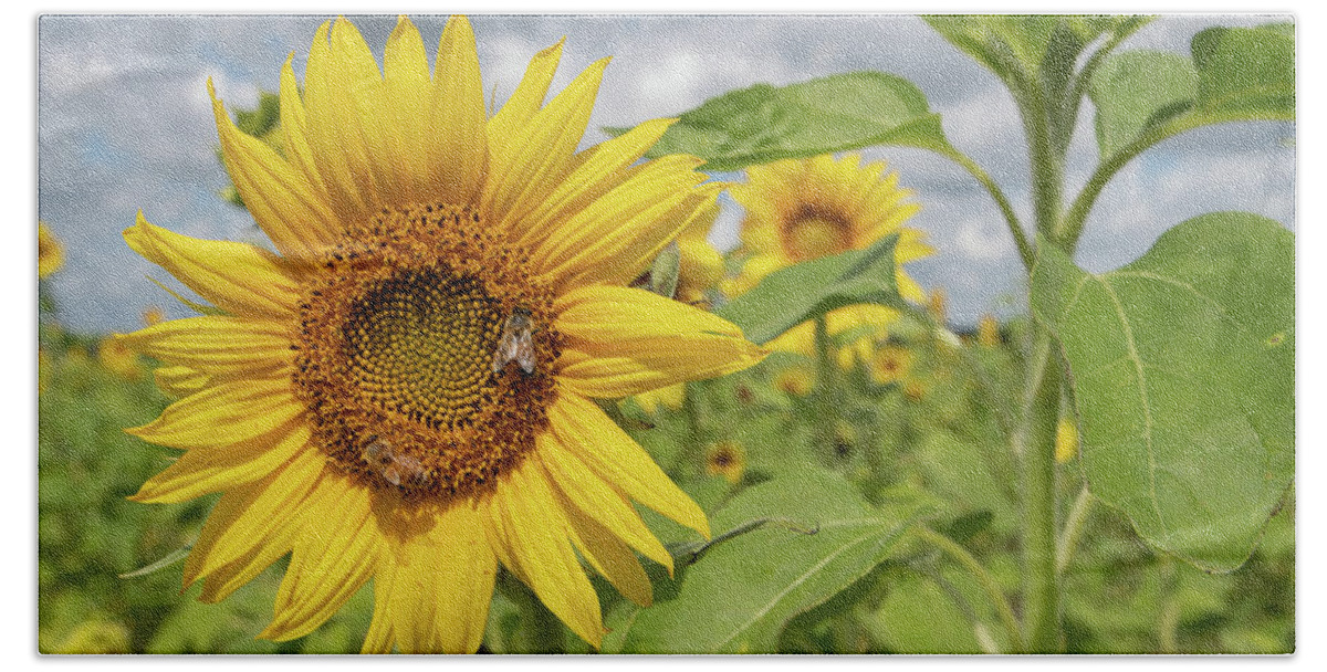 Sunflower Bath Towel featuring the photograph Sunflower with Honeybee by Carolyn Hutchins