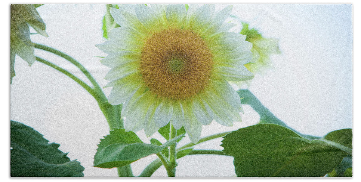 Sunflower Hand Towel featuring the photograph Sunflower_6853 by Rocco Leone