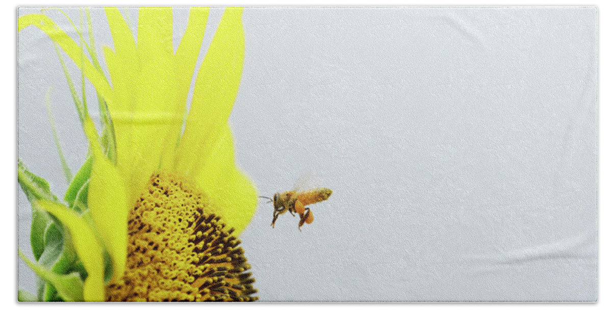 Sunflowers And Bees Hand Towel featuring the photograph Sunflowers and bees by Kaoru Shimada