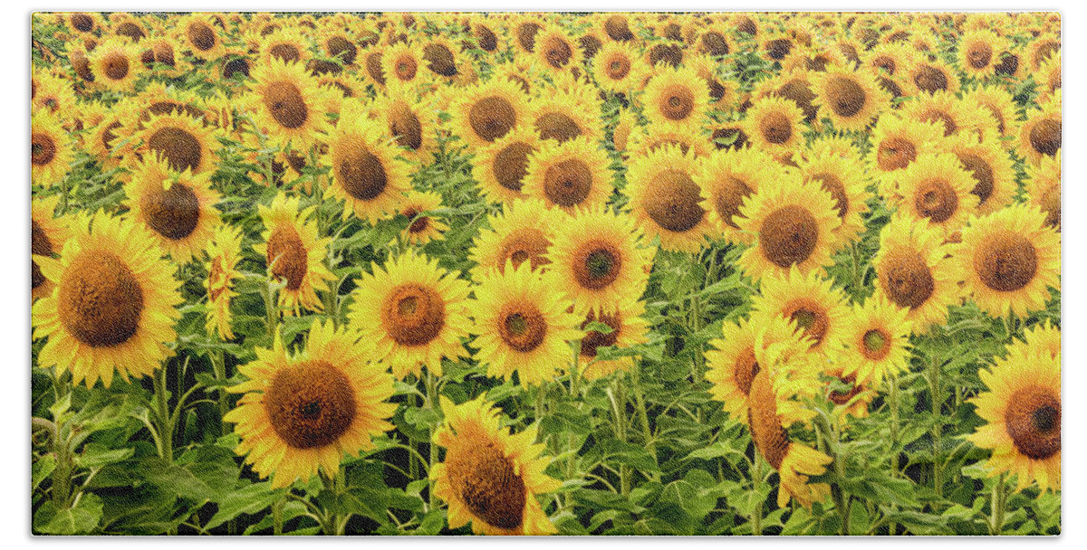 Sunflowers Hand Towel featuring the photograph Sunflowers As Far As The Eye Can See by Marcy Wielfaert