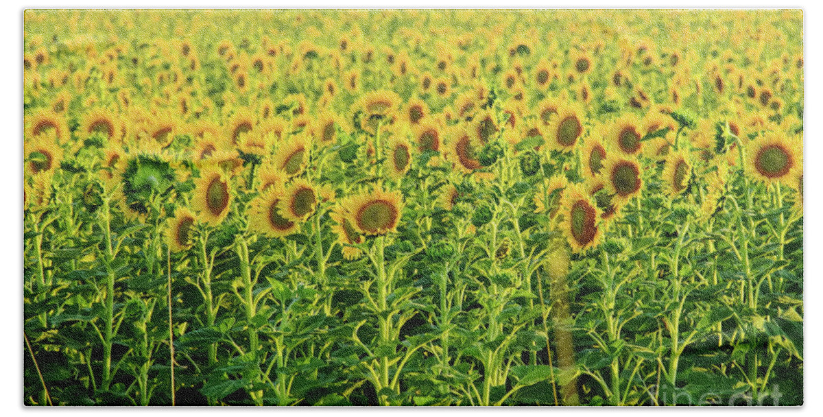 Sunflowers Hand Towel featuring the photograph Sunflowers in a field by Jeff Swan