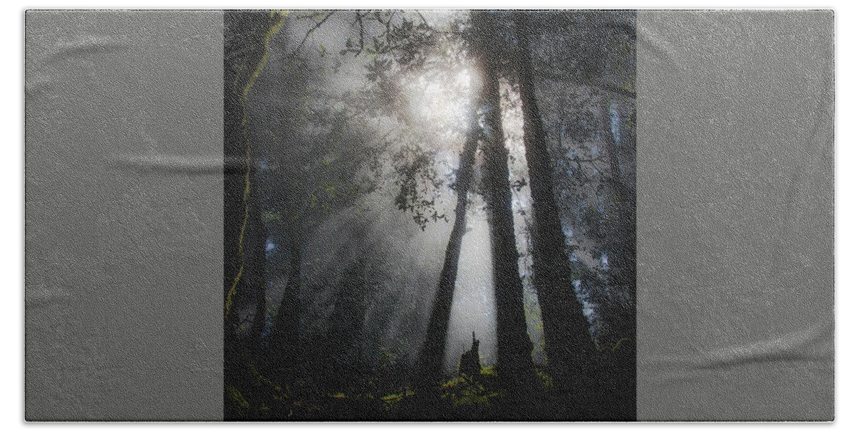Sunlight Bath Towel featuring the photograph Sunlight in the forest by Donald Kinney