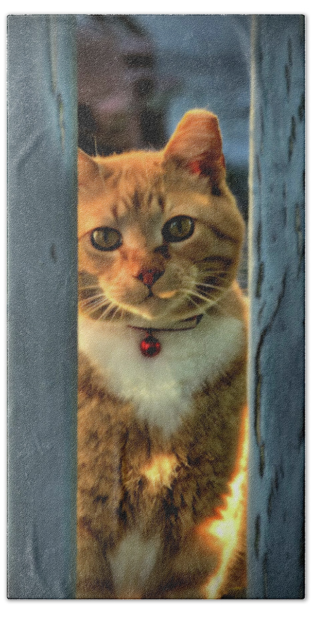 Cat Hand Towel featuring the photograph Sunny by Buddy Scott